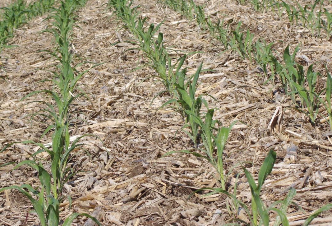 The left image shows an example of no-till farming